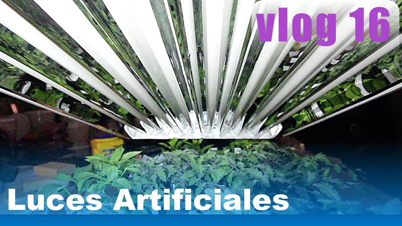 Cómo Crecer Plantas Adentro, Bajo Luces Artificiales (vlog 16)