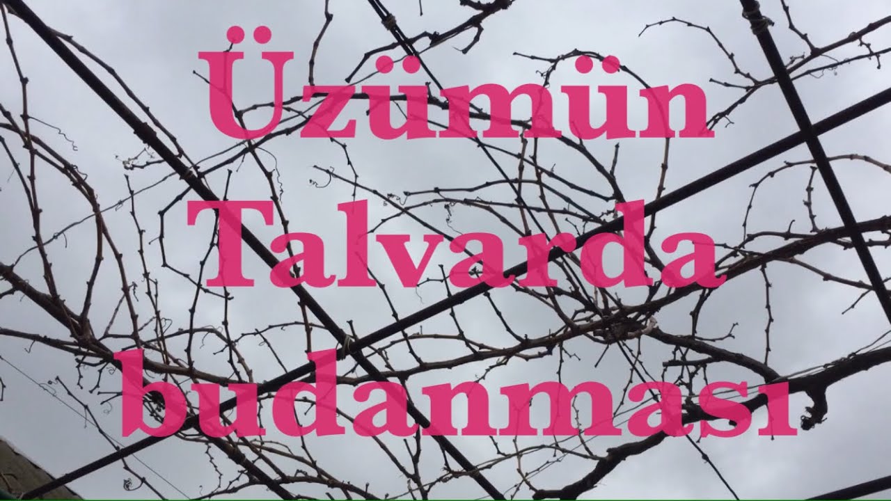 Üzümün budanmasi. Çardak üsulu