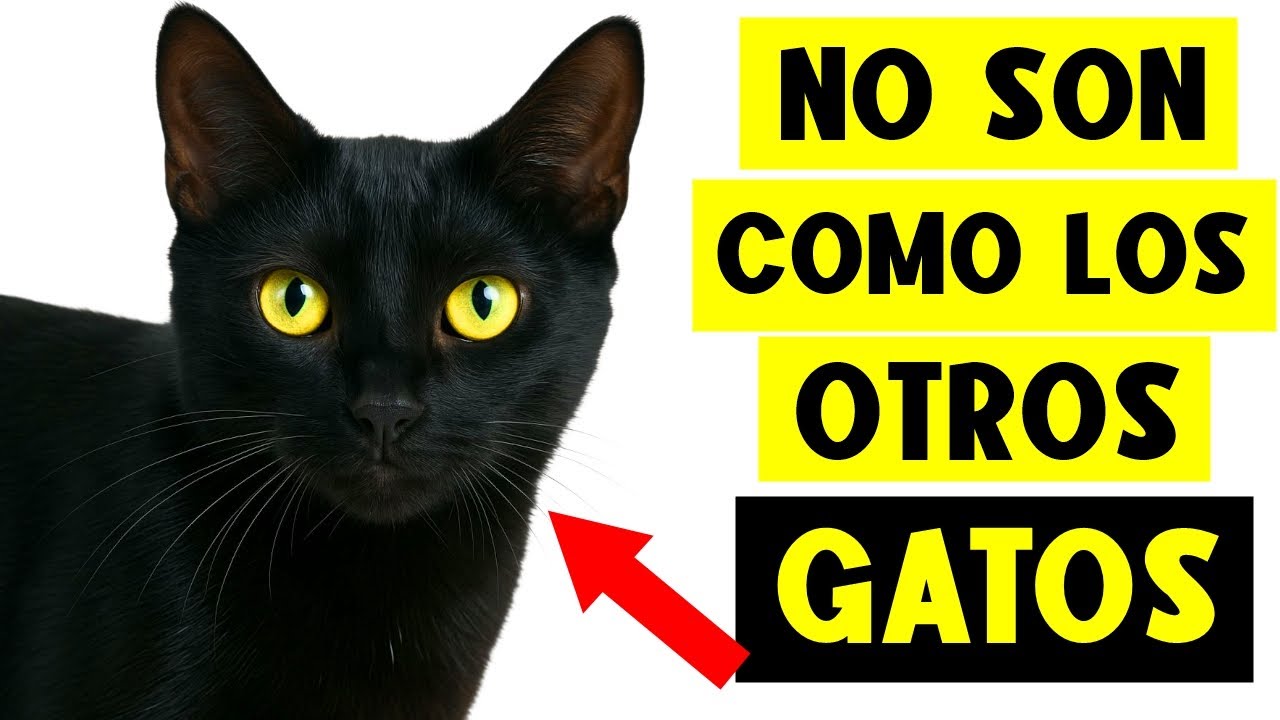 ¡9 DATOS ÚNICOS SOBRE LOS GATOS NEGROS! 🔥🐈‍⬛ (¡Dudo que los conozcas todos!)