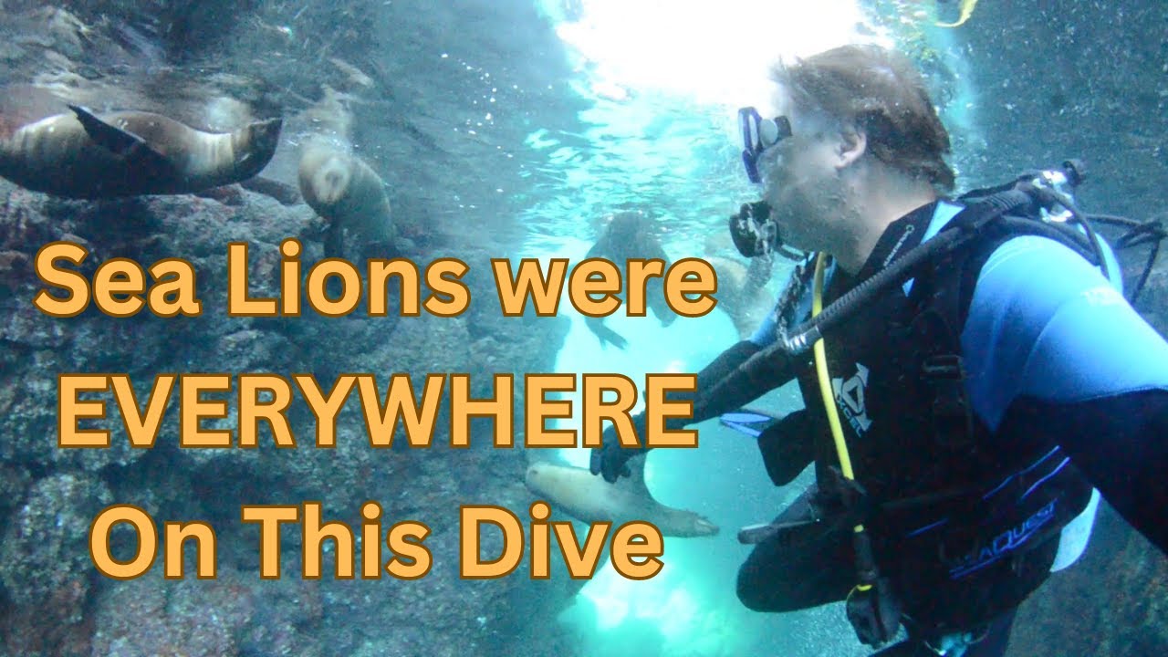 Diving with Sea Lions in La Paz, Mexico