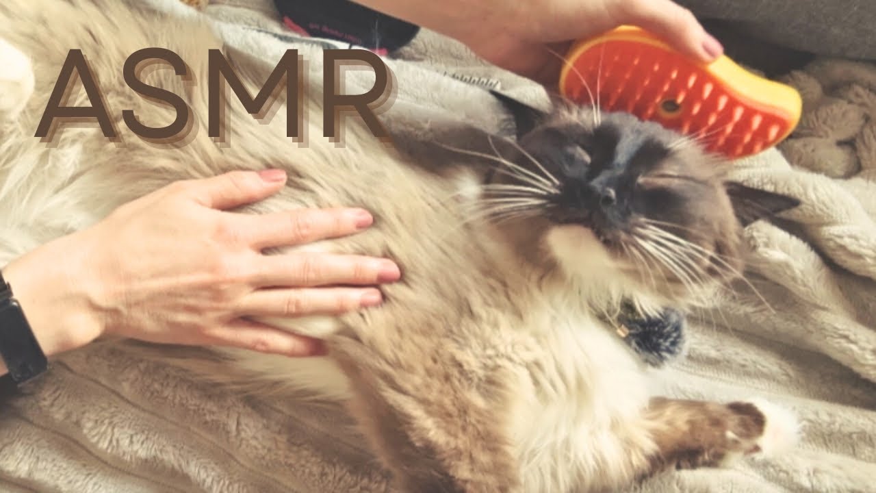 ASMR with my cat brushing and purring (no talking)