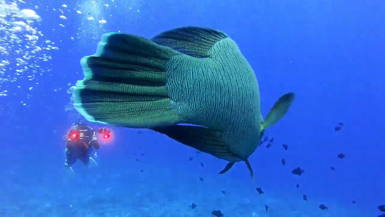 蘇眉魚