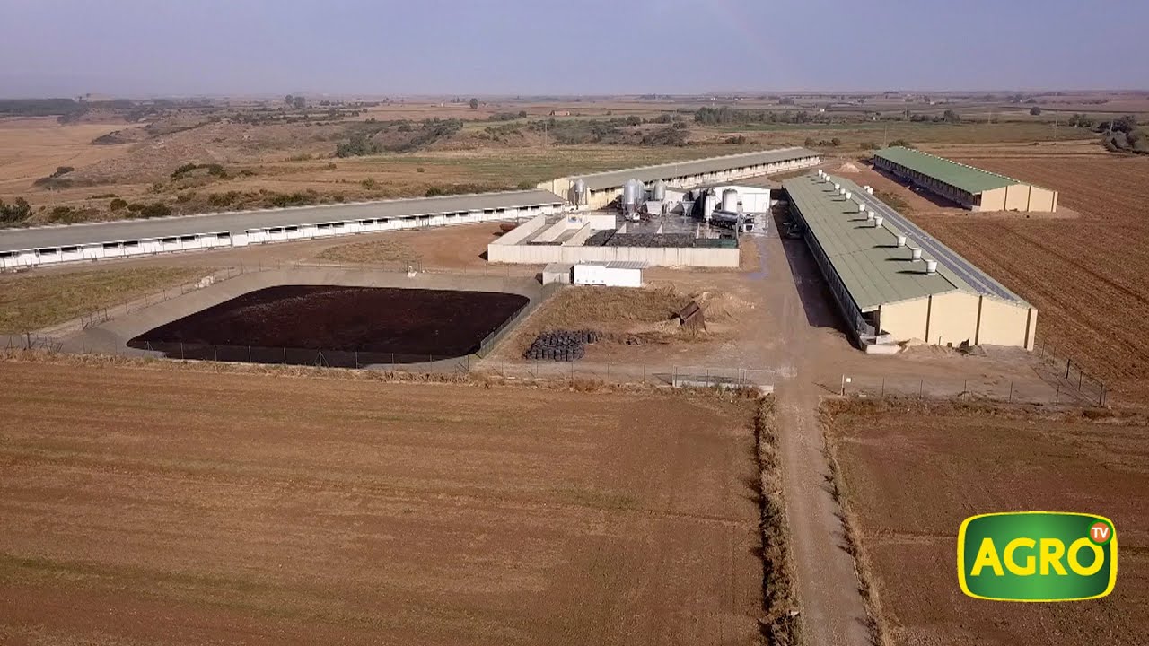 Granja Casañé Rodríguez: Producción de 55 mil cerdos por año en Aragón, España (