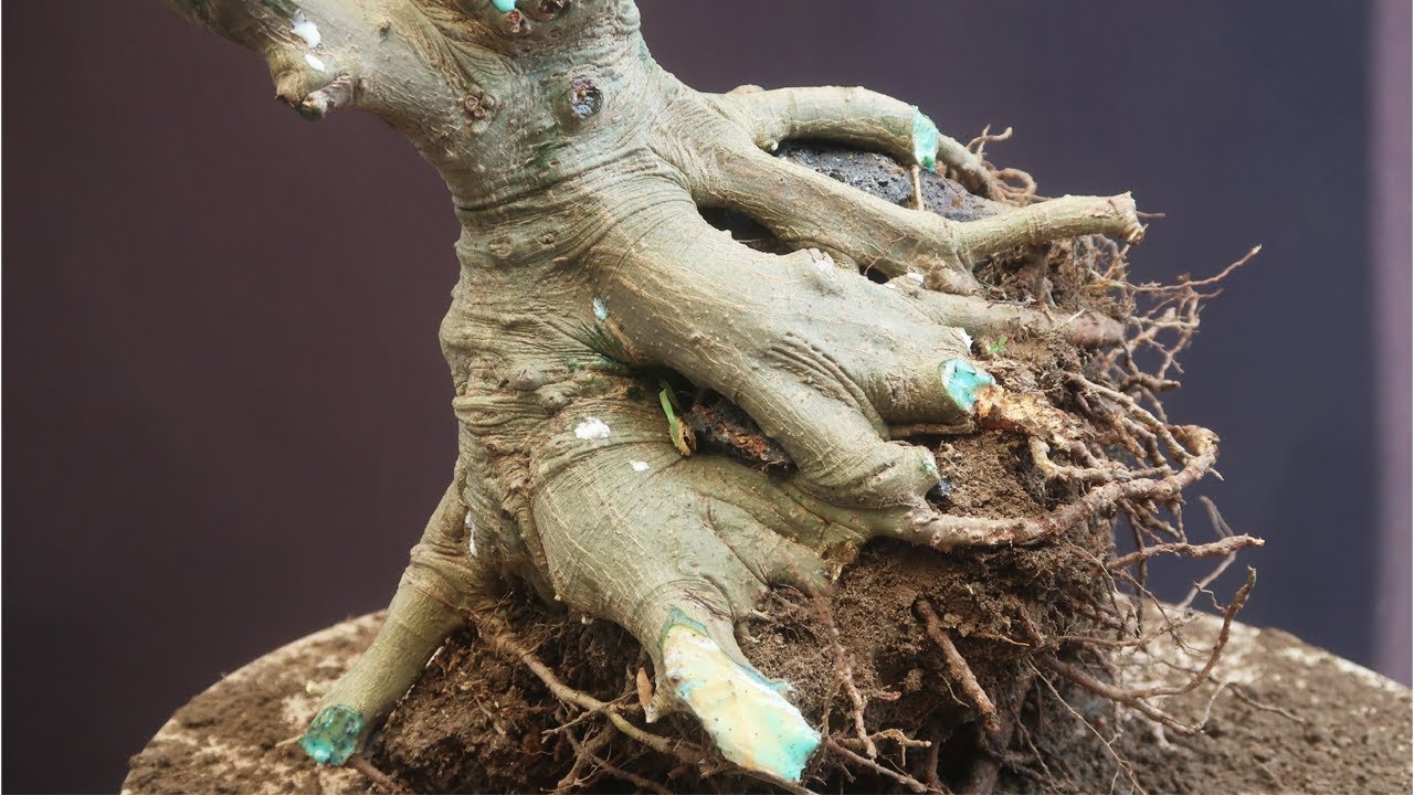 Root Over Rock Bonsai Technique | Bonsai ideas
