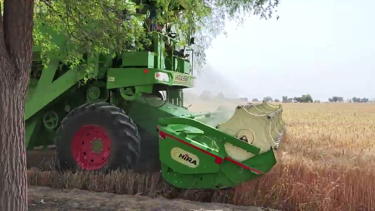 Wheat harvesting rajasthan india 