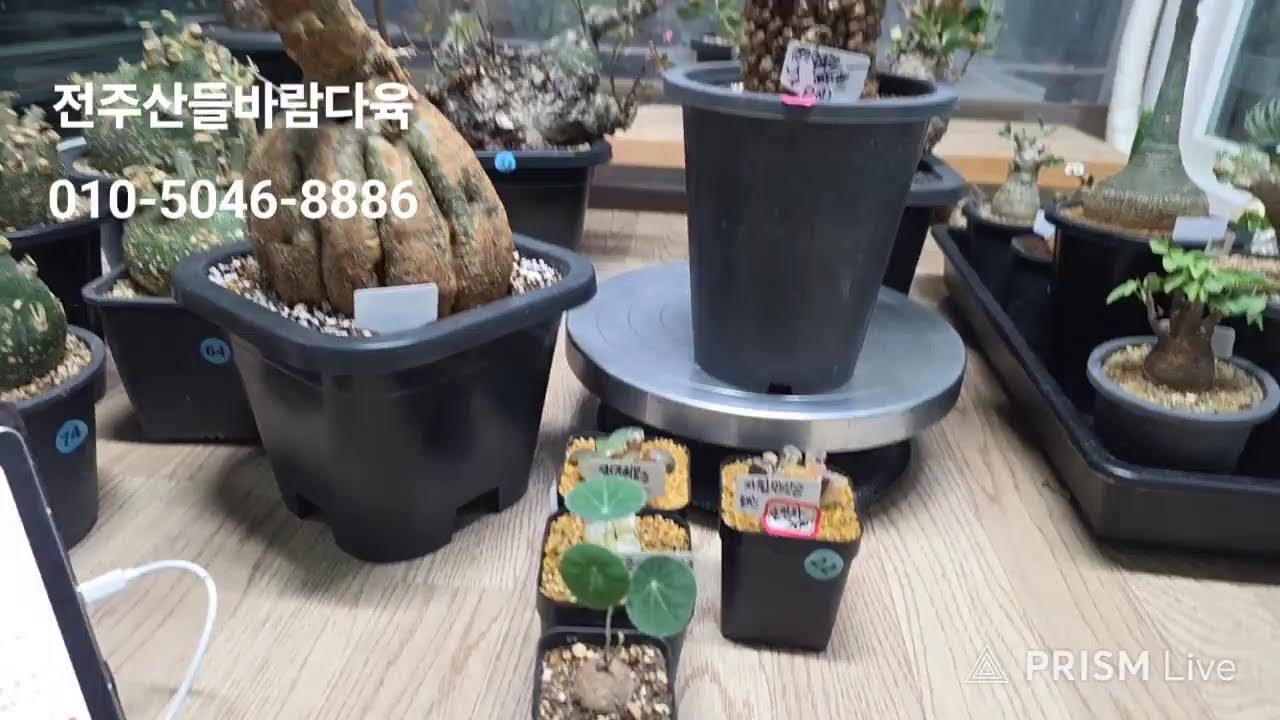 전주산들바람다육 라이브 방송