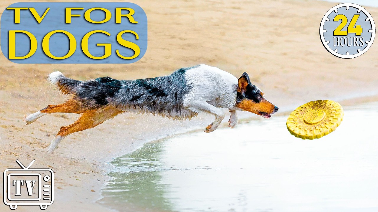 Dog TV 24/7: Stop Dog Anxiety & Boredom Fast! Calming Music for Dogs and Fun Videos for Dogs All Day
