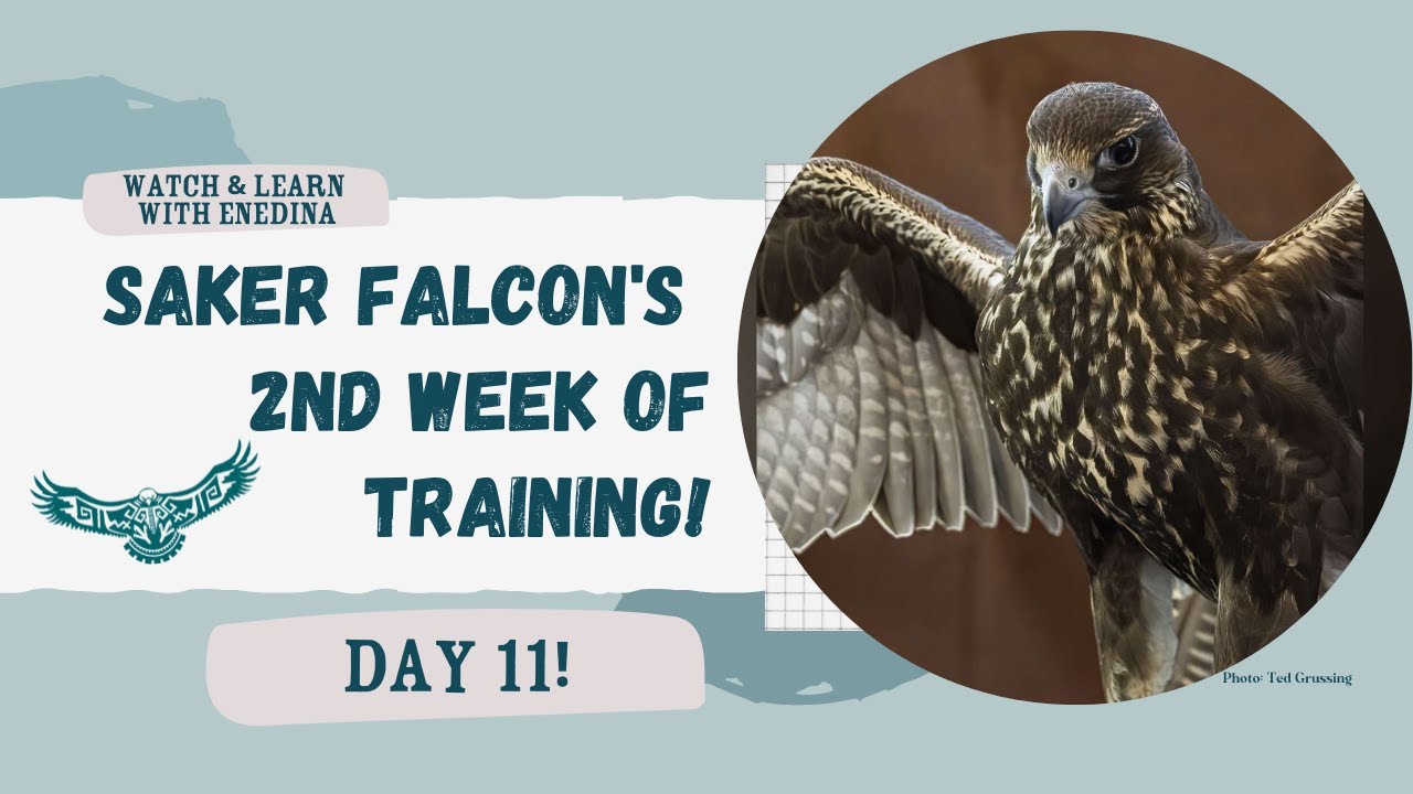 Saker Falcon in Training: Enedina's Week 2 Day 11!