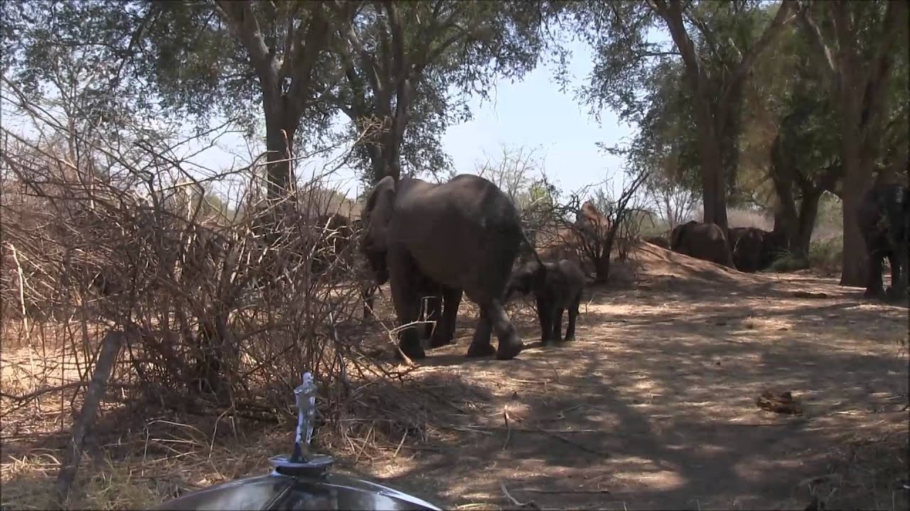 With Elephants in Africa - Elefantes en Africa con los Zapp
