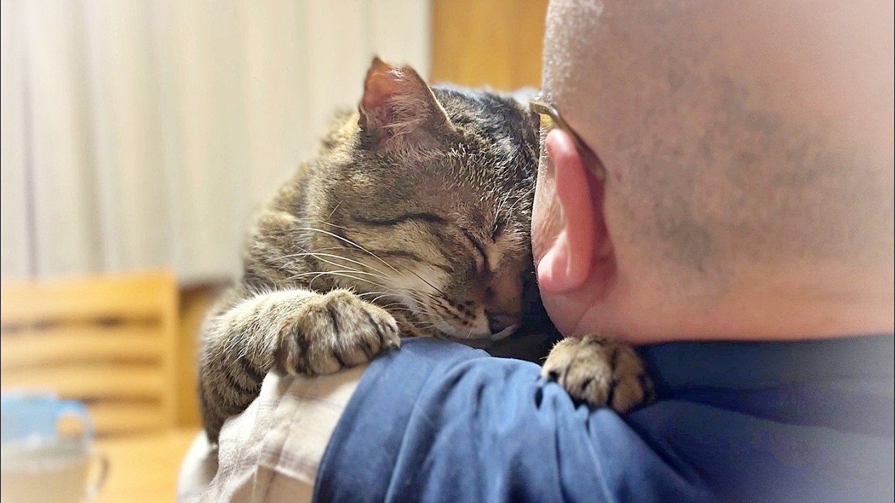 おじさんなのに、かわいい猫【元野良猫ピースケ】