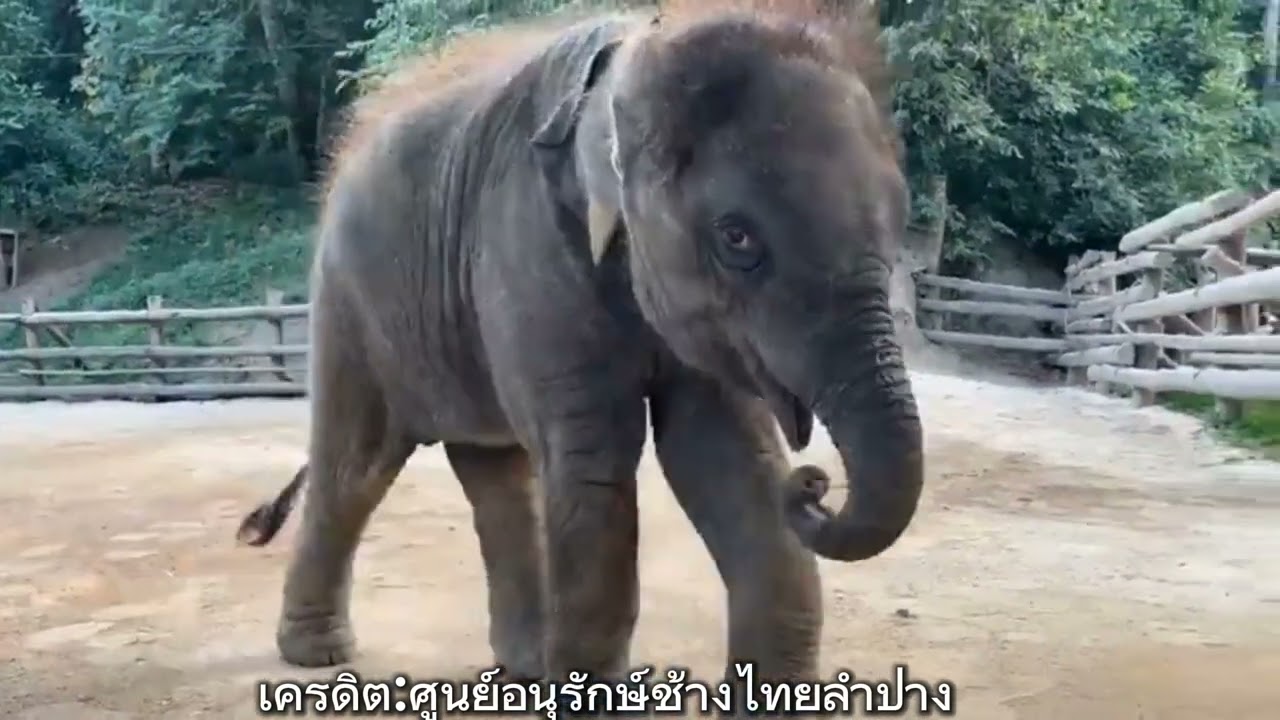 ไอ้ต้าวบารัน #น้องบารันลูกแมาใบตอง