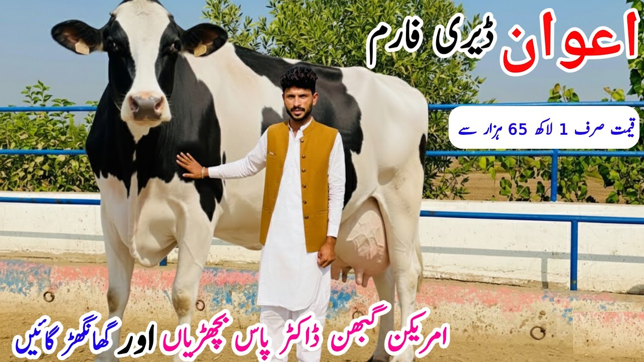 Awan Dairy farm | Khanger Cow And American Heifers for sale in Punjab 