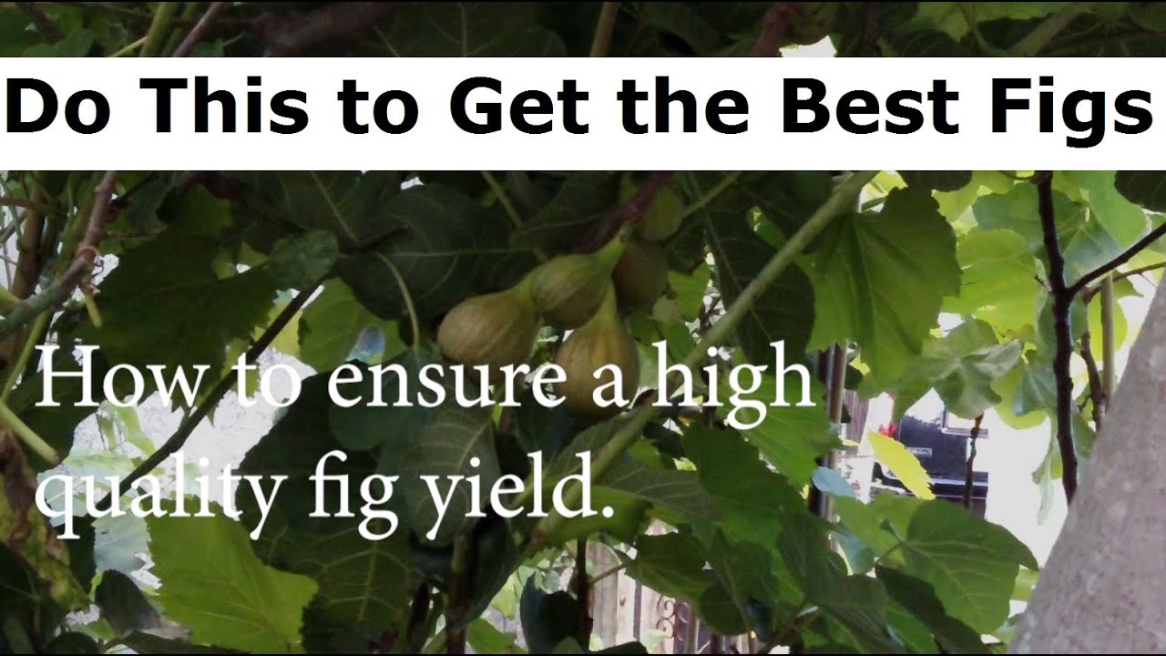 How to Ensure a High Quality Fig Yield - Do THIS to Boost Ripe Fig Production | Figs