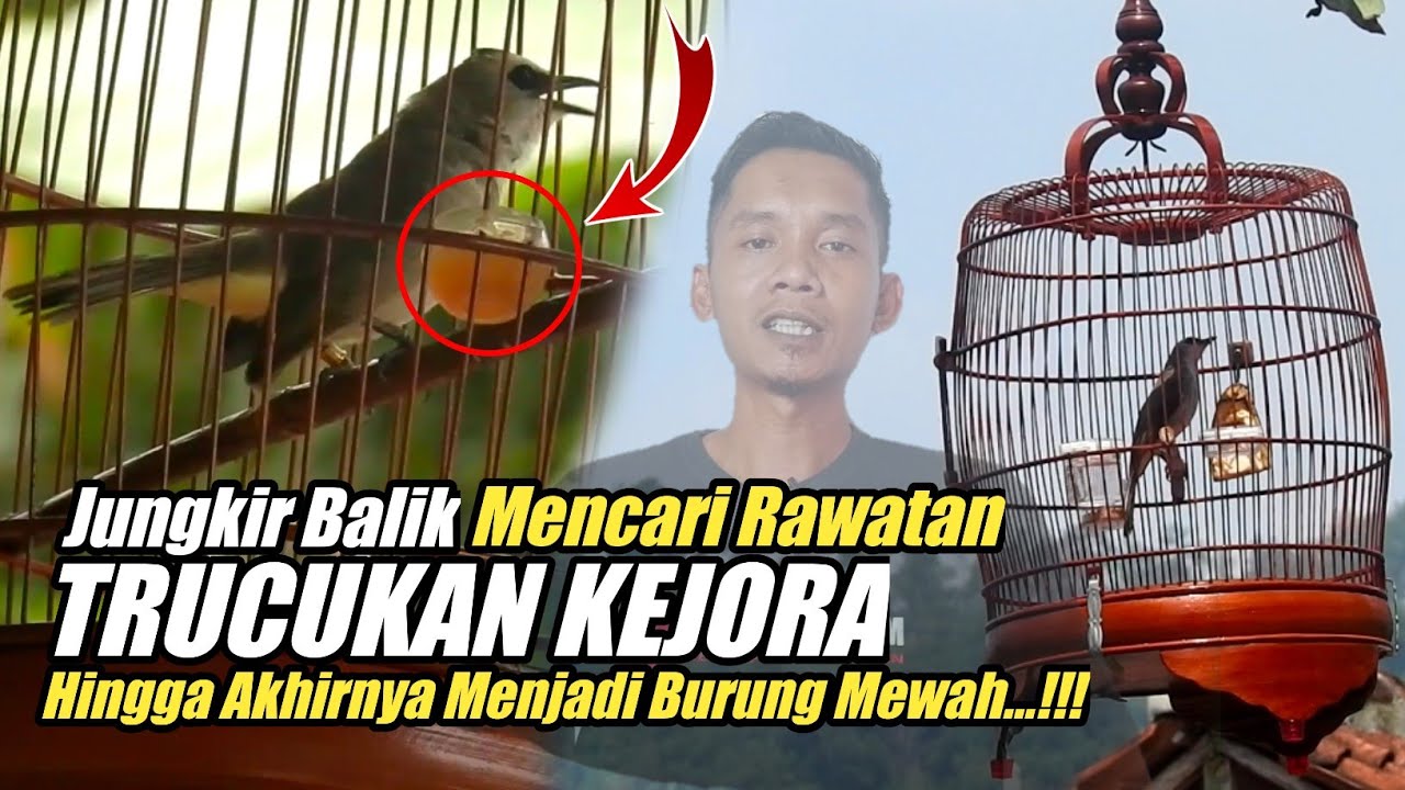 Bongkar Rahasia Settingan GACOR TRUCUKAN KEJORA‼️