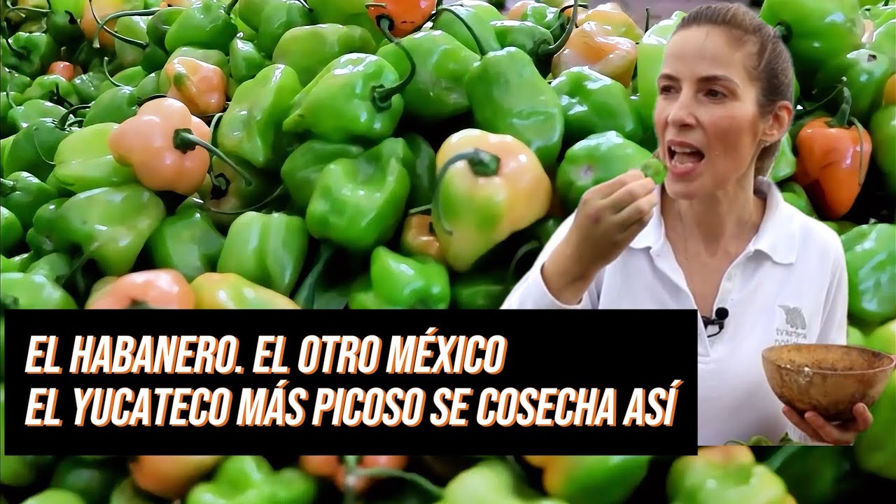 Es el que MÁS PICA chile HABANERO YUCATECO Y ES MÉXICO 