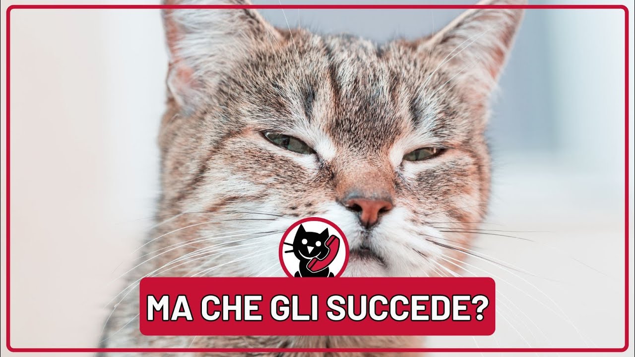 6 segnali di allarme che indicano che il tuo gatto è stressato 🤯