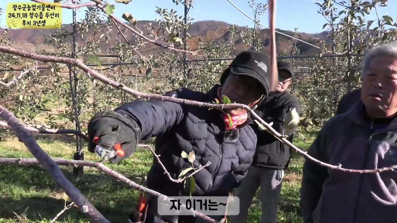 장수군농업기술센터/농업인대학 사과반/ 동계 정지전정 현장 교육 4/ 후지 3년생/유병욱강사님