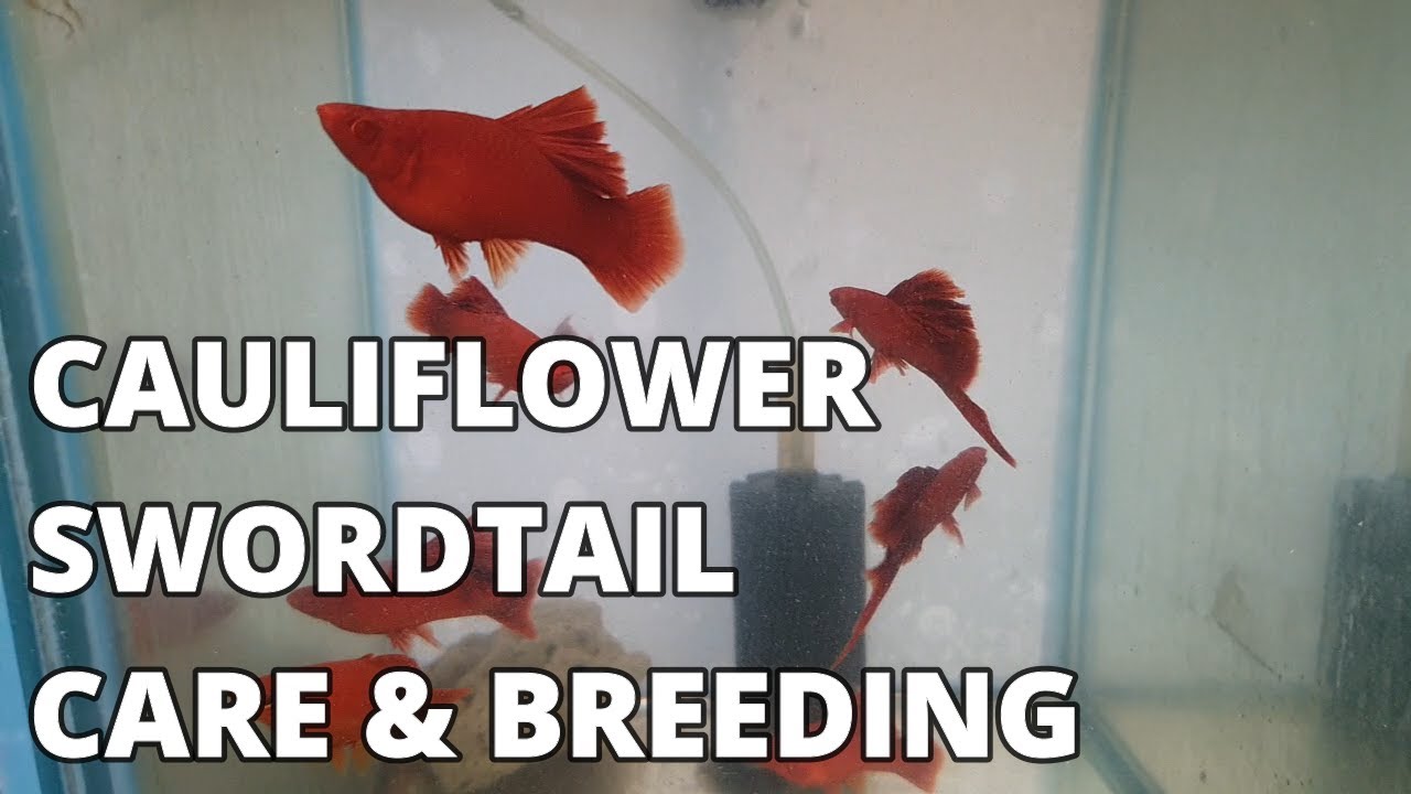 Cauliflower Swordtail Care & Breeding