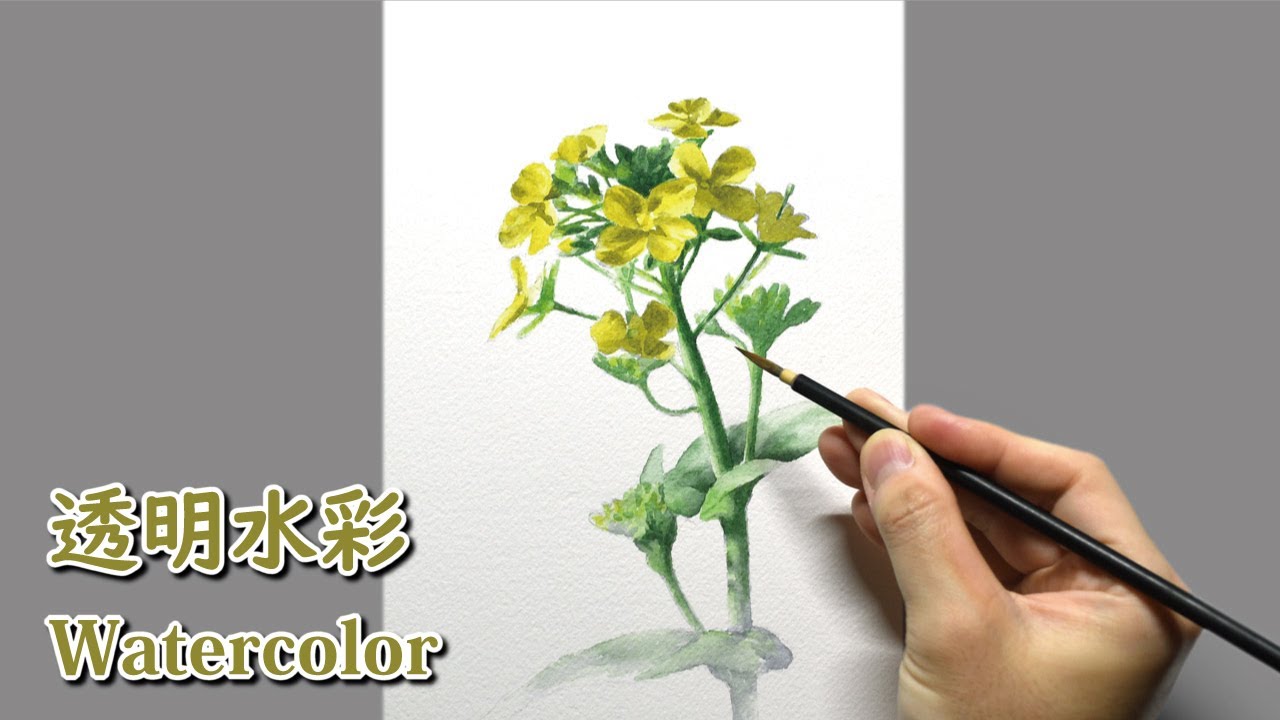 [水彩画] 1時間40分で描くリアルな菜の花のメイキング | 描き方 | Watercolor Painting | -No.513