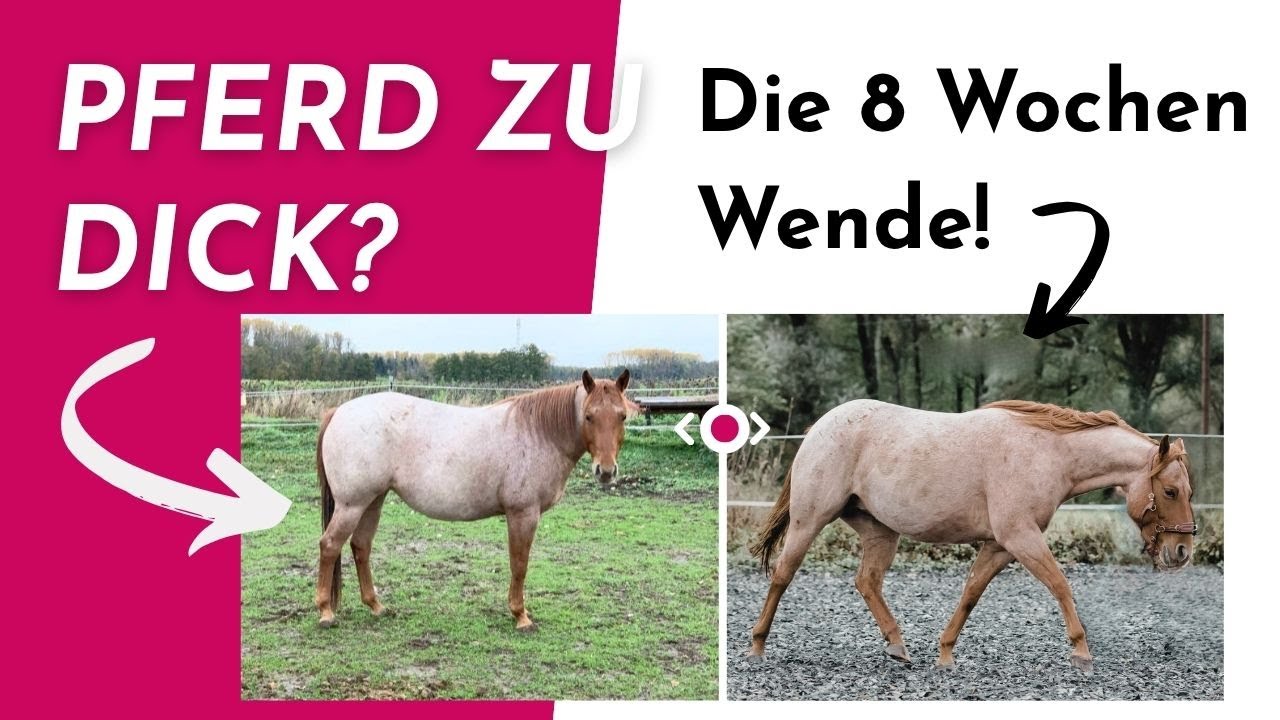 Pferd zu dick? So nimmst du gesund ab &ndash; mit Trainingsplan & Gef&uuml;hl