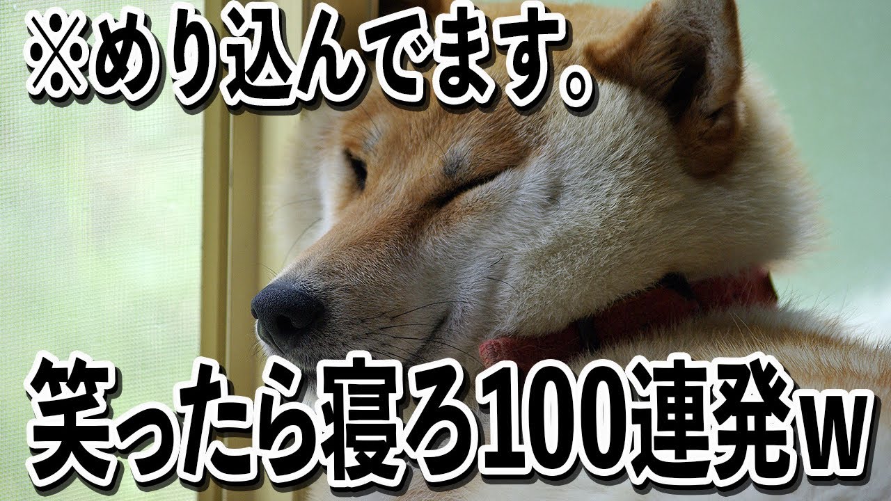 【おまwその顔どうなっとんww】ツッコミどころ満載なおもしろ犬動画100連発【笑ったら寝ろwww】