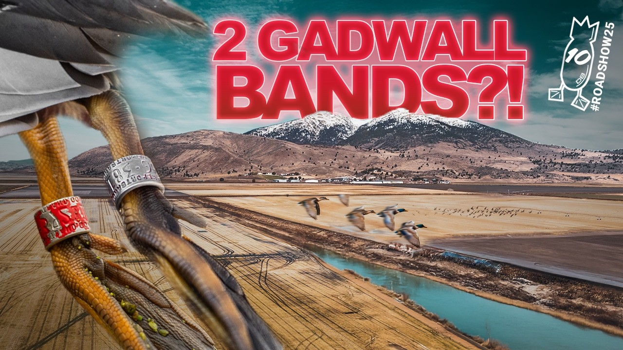 НЕ ОДНА, А ДВЕ ПОЛОСАТЫЕ СЕРЫЕ УТКИ! Охота на уток на небольшой реке! | #ROADSHOW25 ОХОТА 10