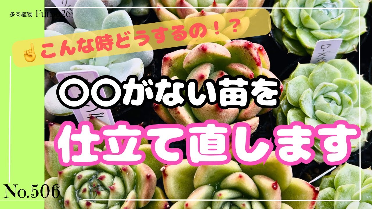 【驚き】〇〇がない苗もこれで復活！誰でも簡単にできる仕立て直し術