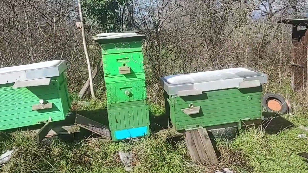 ПРОЛЕТНОТО РАЗВИТИЕ..ОТ КАКВО ЗАВИСИ..