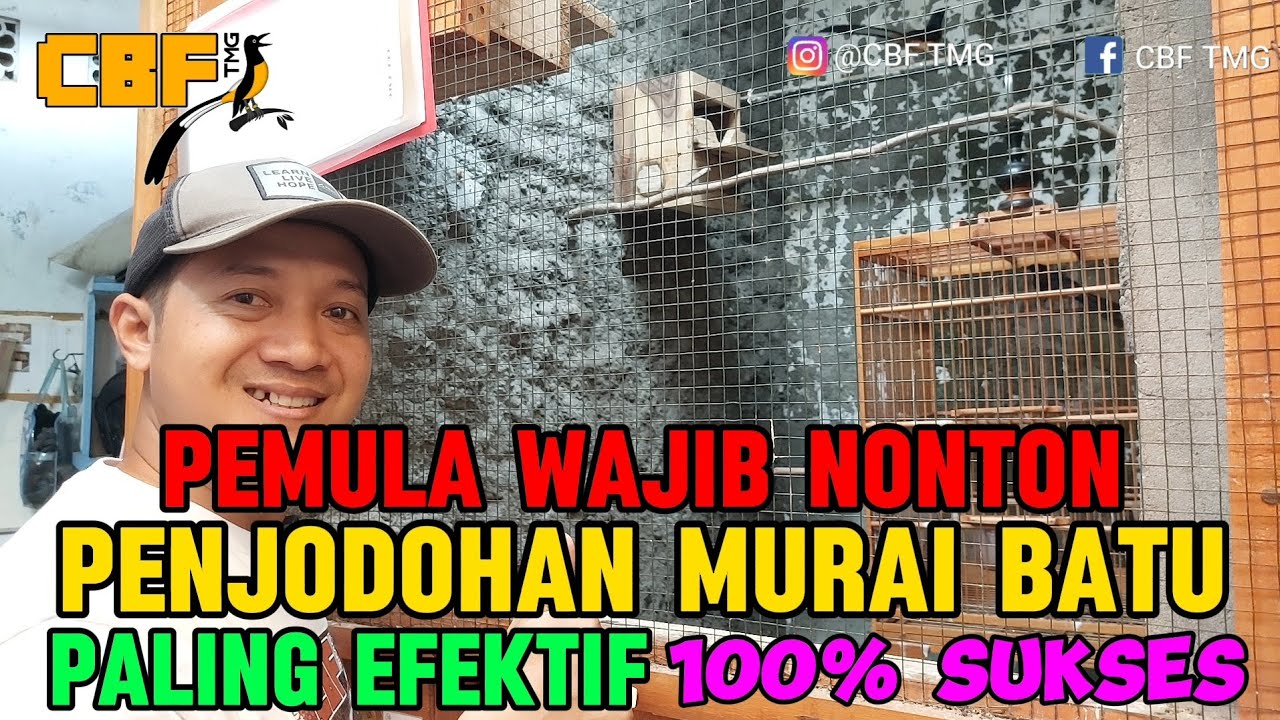 PENJODOHAN MURAI BATU PALING EFEKTIF 100% SUKSES