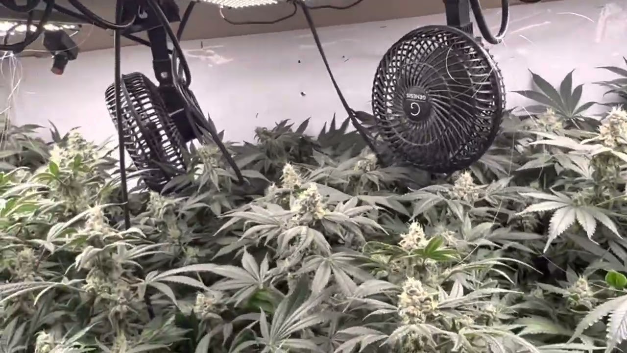 Black Lime Reserve - Skunktek Cut -Week 7