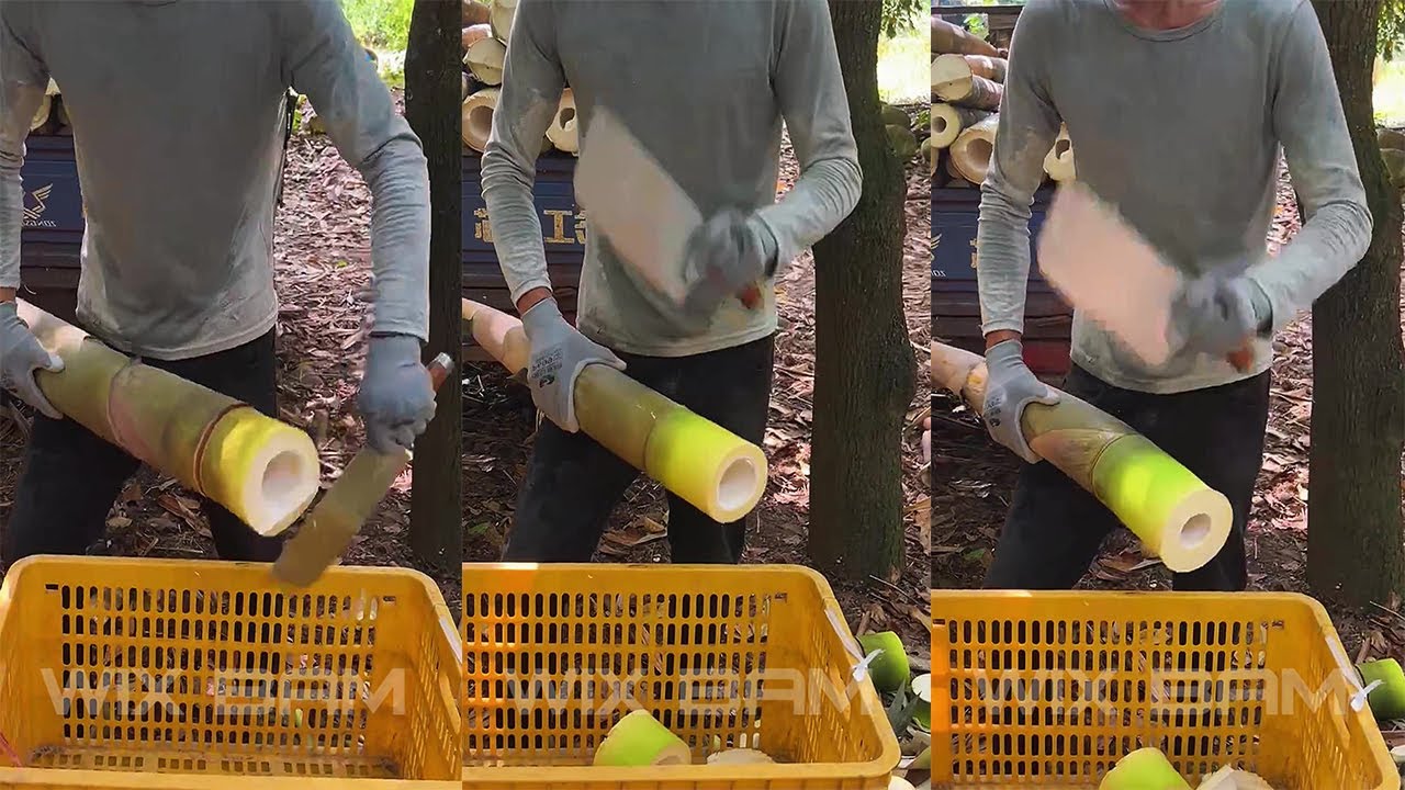 How To Cutting Bamboo Shoot Professional P234
