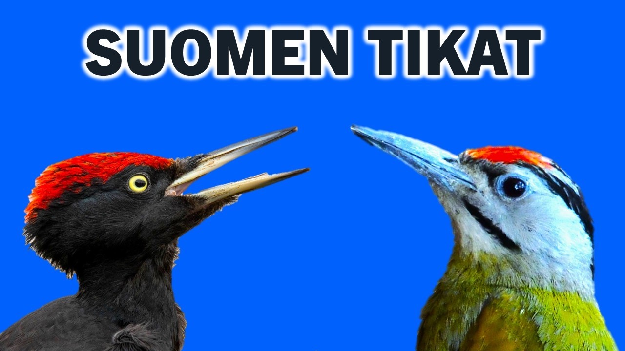 Suomen tikat | Esittelyssä kaikki Suomen 7 tikkalajia