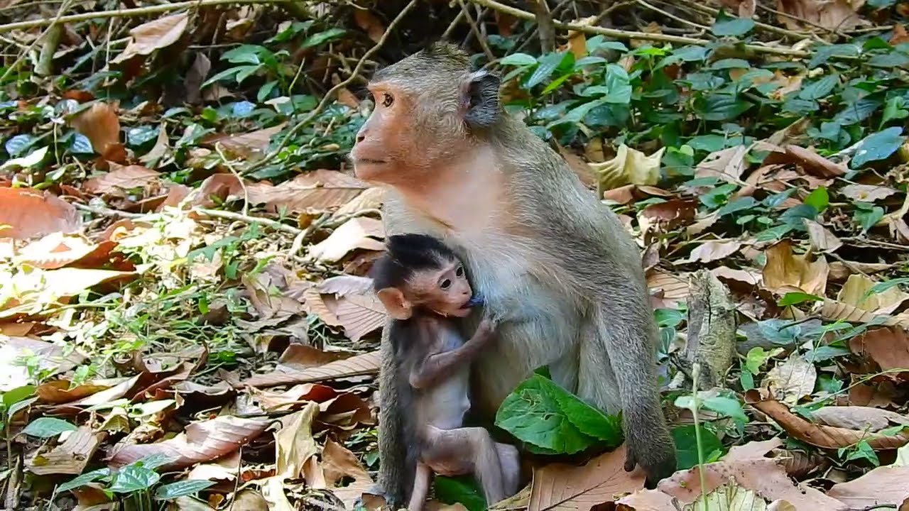 baby monkey request milk mom