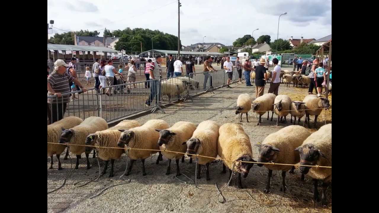Mouton Bleu du Maine