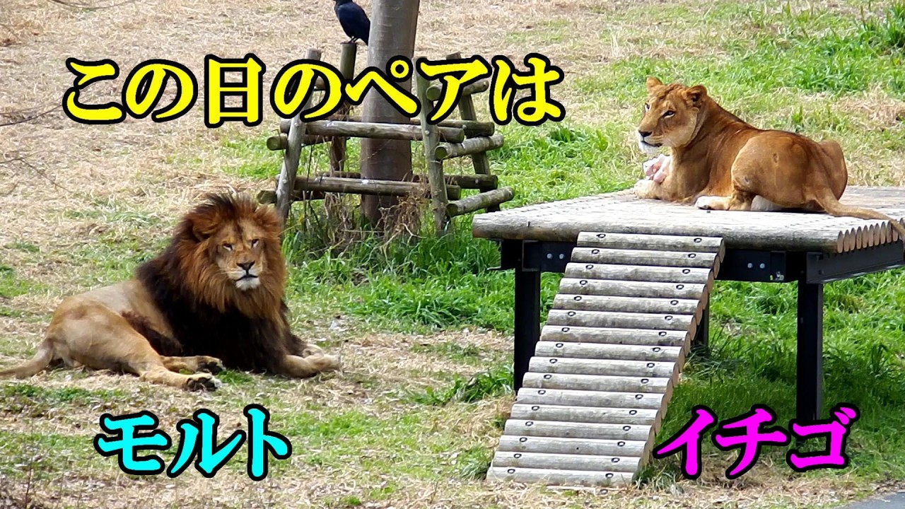 この日のペアはモルトとイチゴ　Lion (ライオン)　多摩動物公園