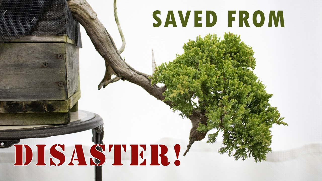 Reimagining an Old Battered Juniper Bonsai