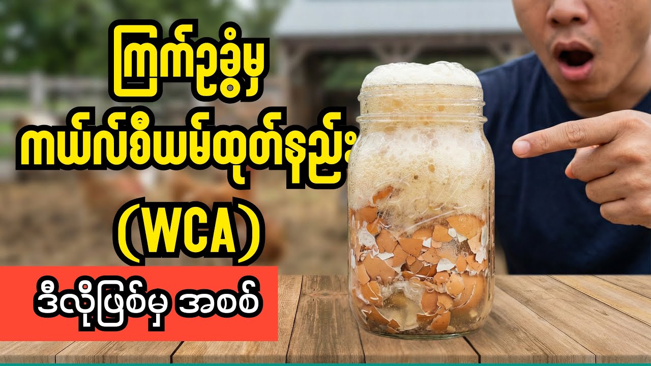 ကြက်ဥခွံမှ ကယ်လ်စီယမ်ထုတ်နည်း (WCA) - ကိုရီးယား သဘာဝစိုက်ပျိုးနည်း (KNF) နှင့် သုတေသနများ