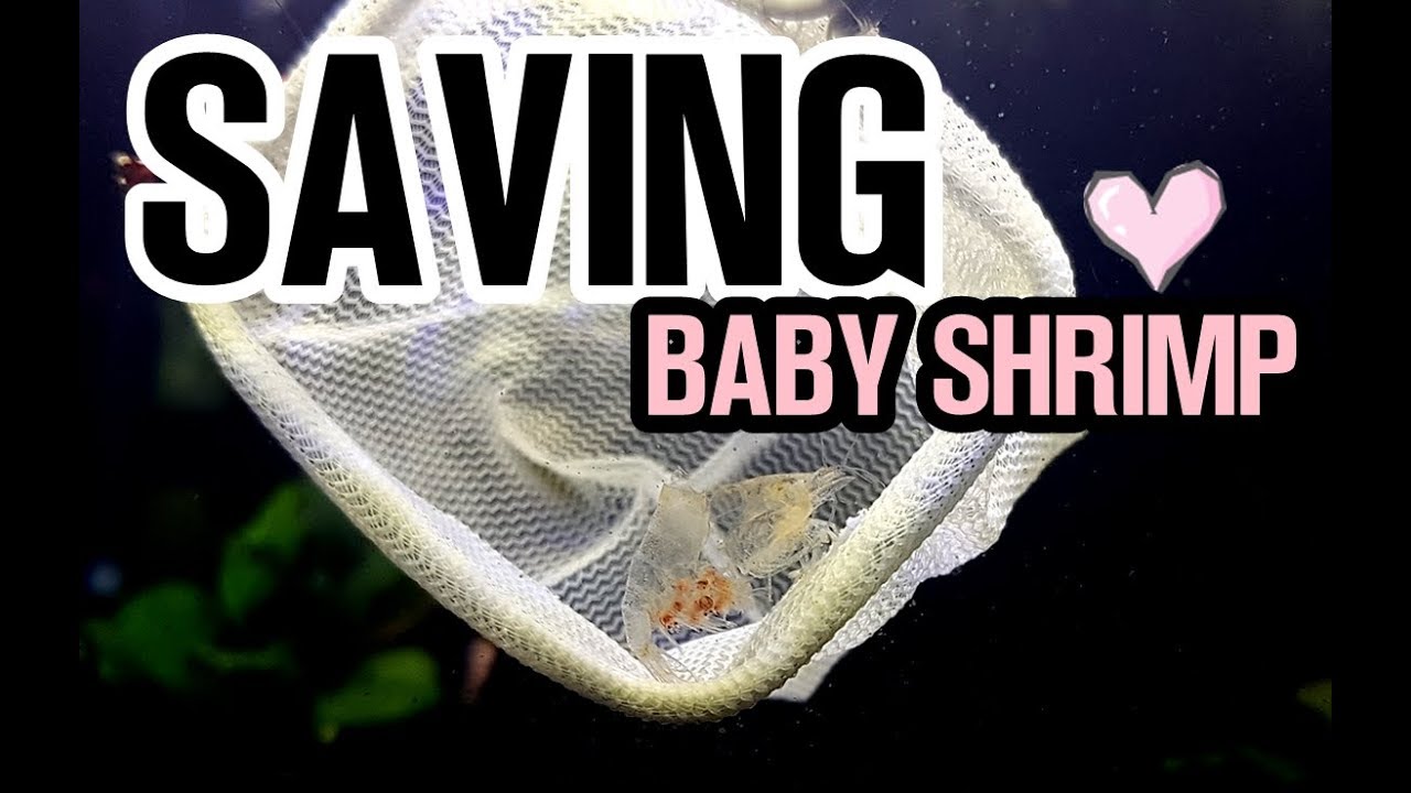 ARTIFICIAL SHRIMP HATCHING! Saving my baby Shrimp!