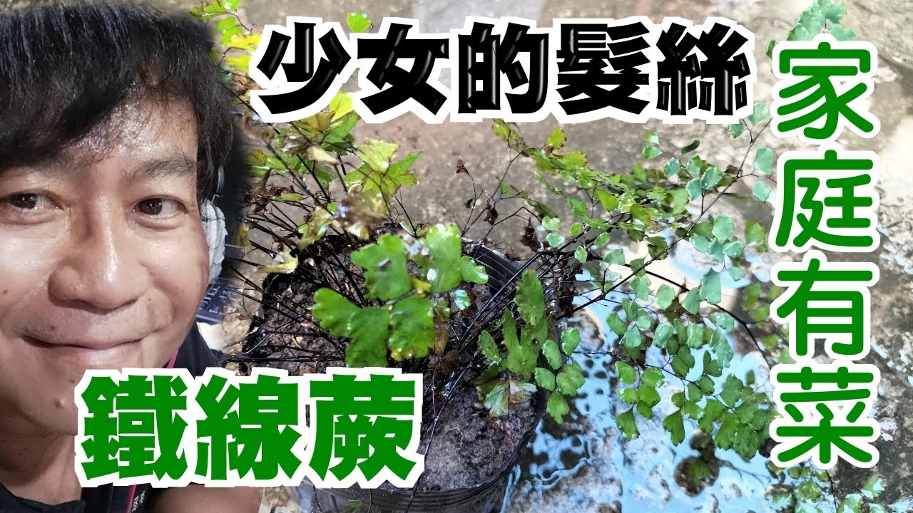 【家庭有菜】鐵線蕨有著「少女的髮絲」稱號，很難纏