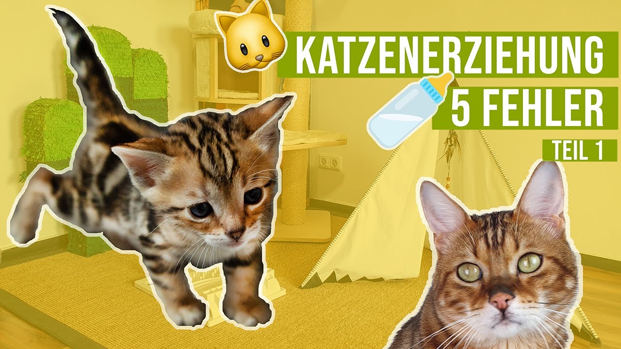 5 Fehler in der Katzenerziehung 😺🍼 Katzenbaby richtig erziehen // Amely Rose & CatWalk