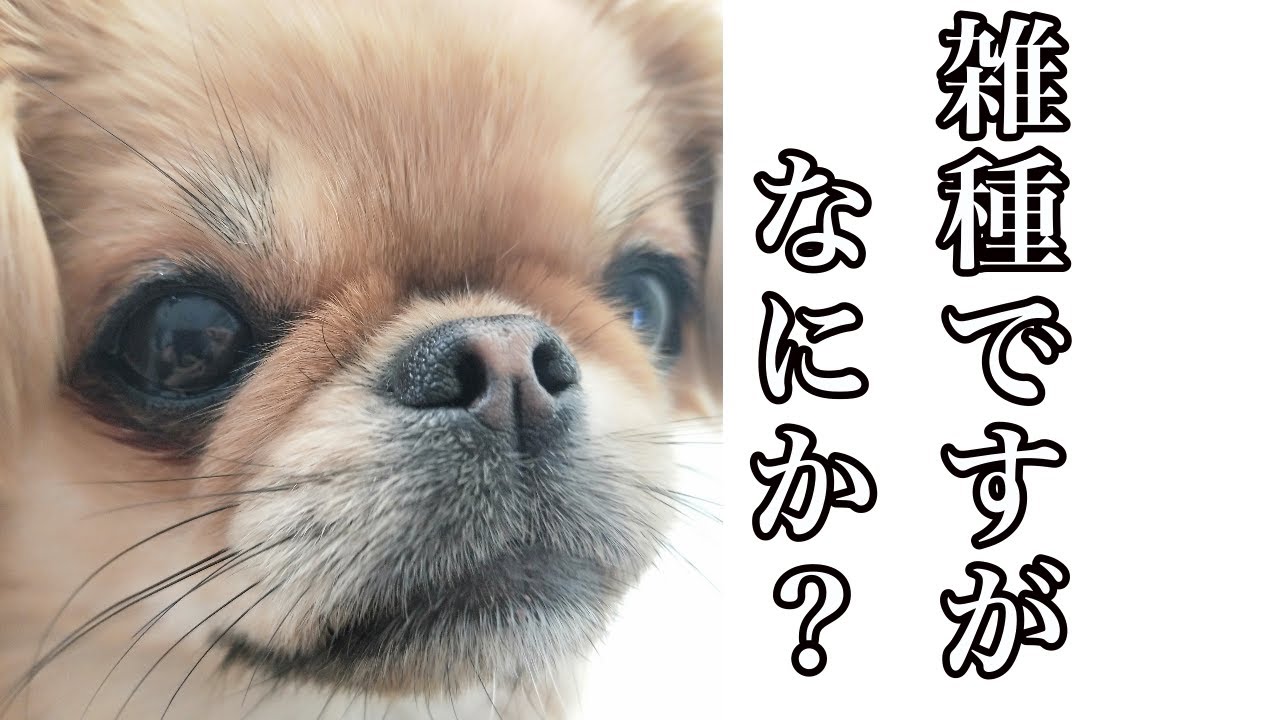 超かわいいミックス犬ペキチワの性格 特徴を紹介します【ペキニーズチワワmix】【ミニチュアダックスフンド】【多頭飼い】