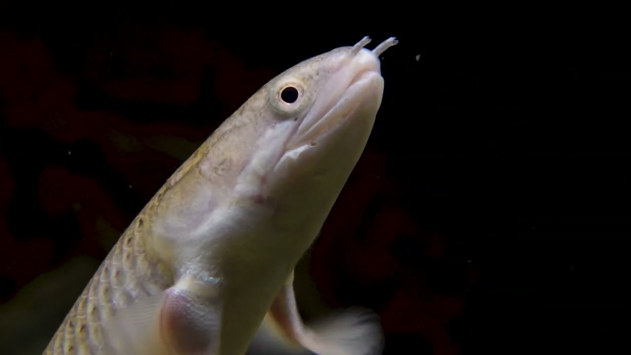 A stunning video of a senegal bichir!