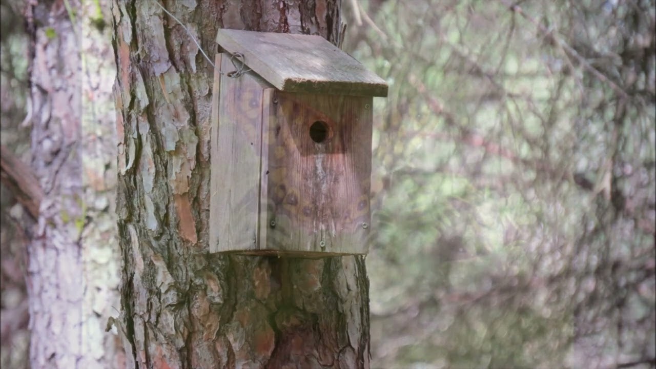 Birds of Western Donana (Huelva, Spain - part 4)