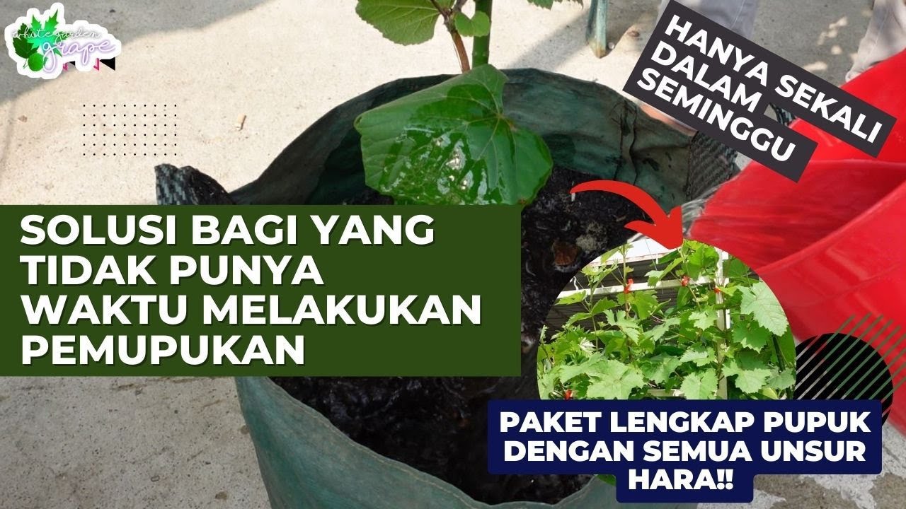 CARA TANAM ANGGUR ANTI RIBET