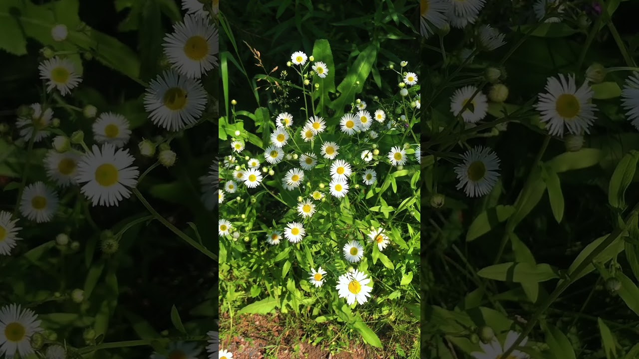 Summer! #canada #ontario #plants #garden #gardening #ilovecanada