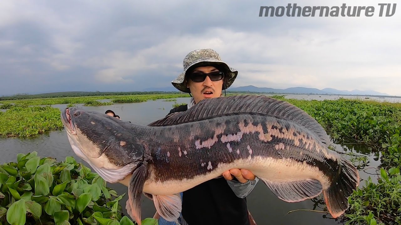 Epic Battle with Giant Snakehead in Thailand