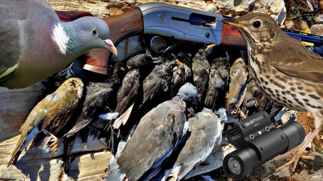 Κυνήγι τσίχλας  κότσυφα φάσας στα μπασίματα με ShotKam Gen4