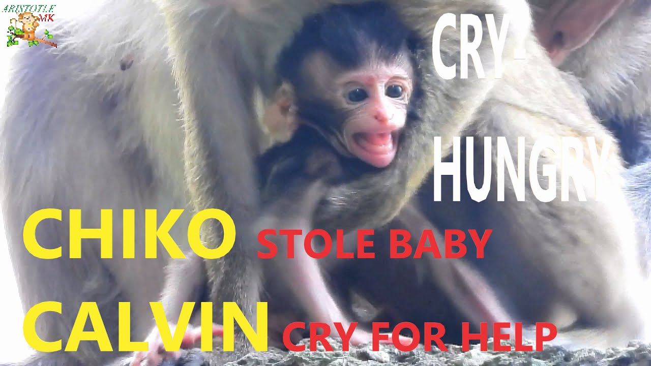 CALVIN CRY FOR HELP , CALVIN HUNGRY MILK WHEN CHIKO STOLE BABY CALVIN SO LONG NOT GIVE BACK |