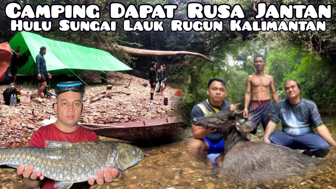 Camping Dapat R*sa Jantan Bersama Kenyalang 96 di Hulu Sungai Lauk Rugun Kalimantan Barat Indonesia