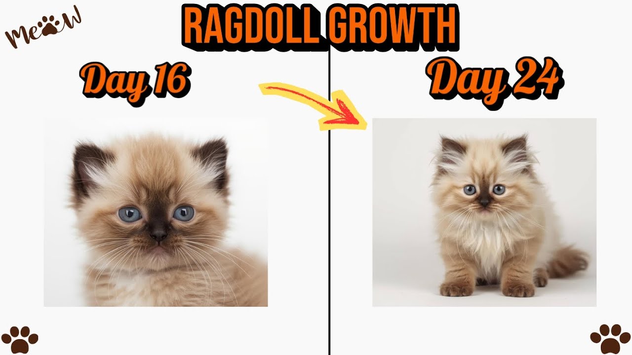 Ragdoll Cat Growth Stages 🔥 | From Day 1 to Day 60 | Cute to Majestic
